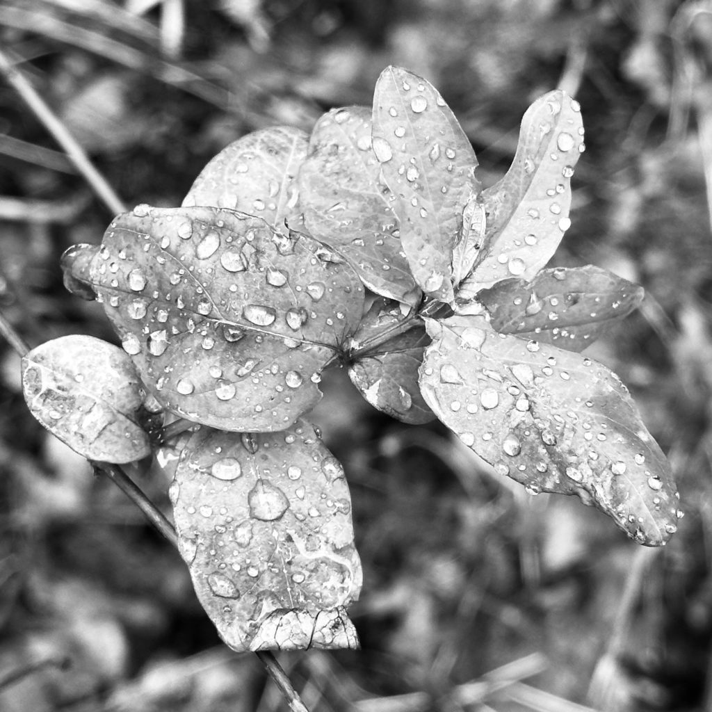 Rain on leaves