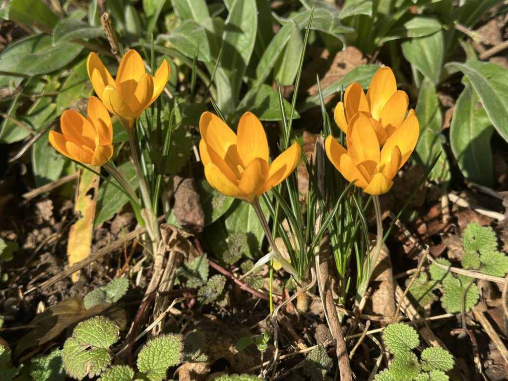 Golden Crocus