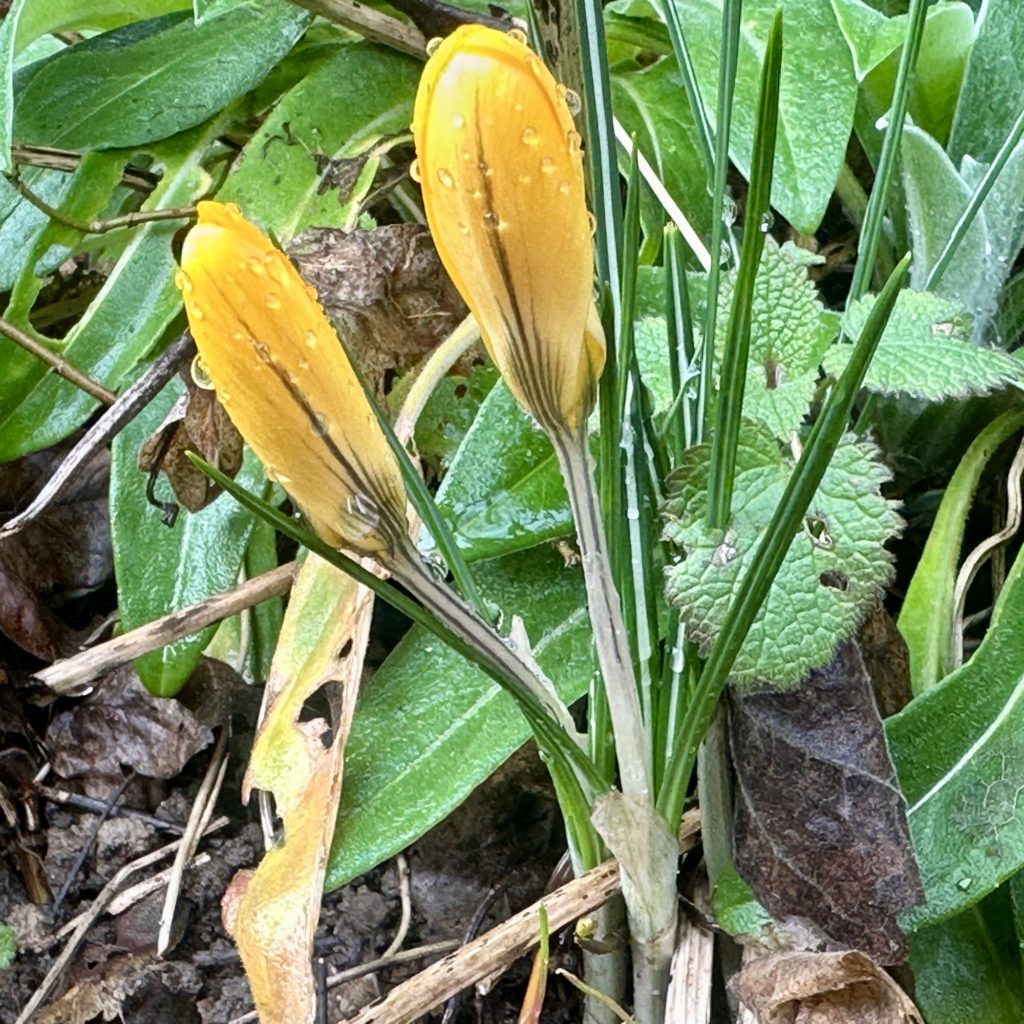 Crocus and spring rain 