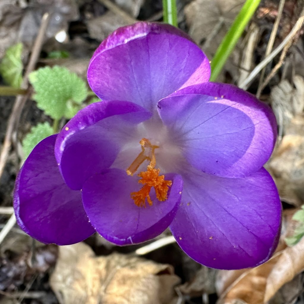 Crocus