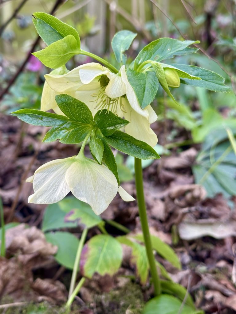 Spring flowers