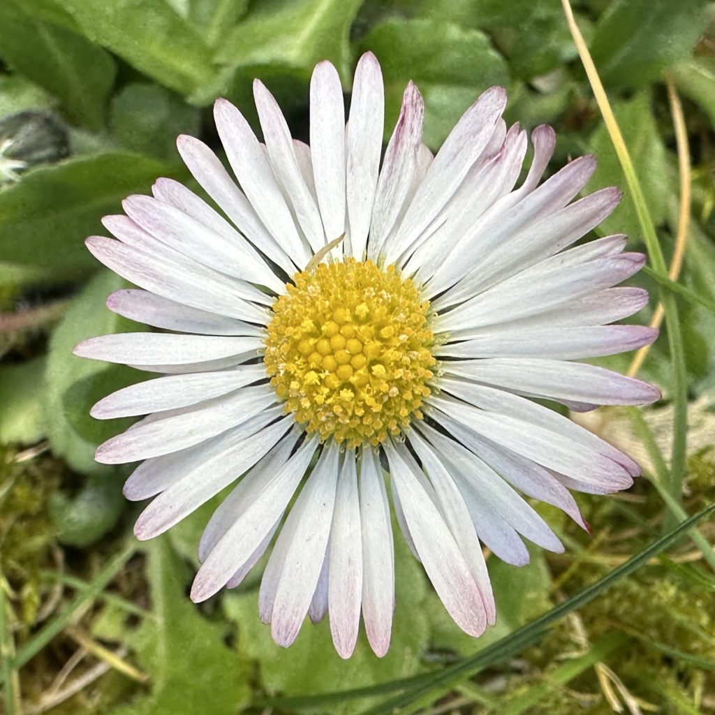 Daisy